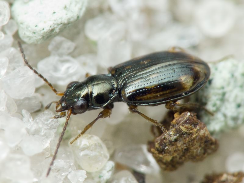 Bembidion (Trepanes) octomaculatum (Goeze, 1777)